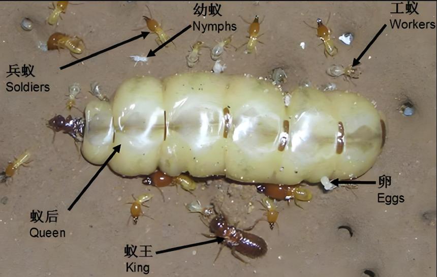 721白蚁1.jpg 721白蚁1.jpg